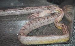 Daire_Normal Feeding_2008_0421.jpg