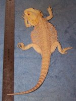Hypo Male.jpg