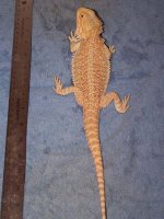 Hypo Female.jpg