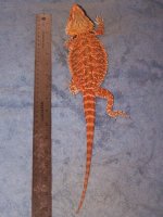 Het Hypo Female.jpg