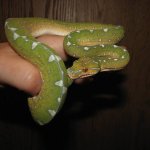 GTP-J 10-15-08 a.jpg