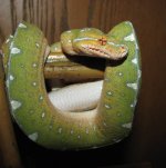 GTP-J 10-15-08 a-.jpg