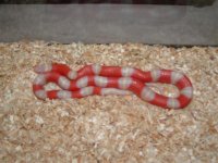 family an snake pics 082 (Small).jpg