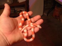 family an snake pics 084 (Small).jpg
