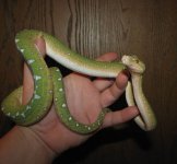 GTP-J 10-15-08 b-.jpg