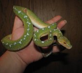 GTP-J 10-15-08 c.jpg