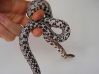 F_belly_20080725.jpg