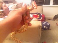 Raydincurllong.jpg