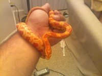 Raydinwristwrap.jpg