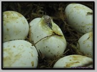 PJCR_015_pippies1.jpg