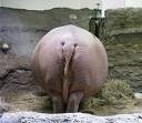 hippo.jpg