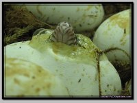 PJCR_015_pippies2.jpg