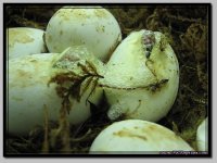 PJCR_015_pippies3.jpg