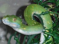 Murbella closeup.JPG
