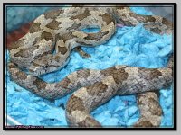 WO Grey rat male cross.jpg
