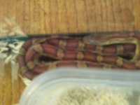 normal corn 2.jpg normal corn 2.jpg