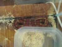 normal corn 4.jpg normal corn 4.jpg