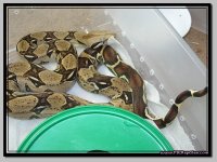 Stripe Boa Male 2007 (1).JPG