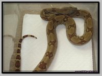 PJCRHY-01m (2).JPG