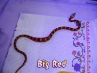 091807_red0028.jpg