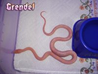 091807_grendel0031.jpg