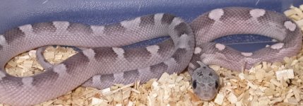My Cornsnakes 038.jpg