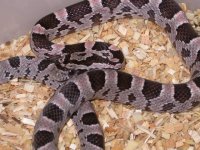 My Cornsnakes 036.jpg