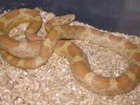 My Cornsnakes 032.jpg