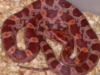 My Cornsnakes 035.jpg