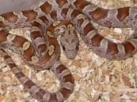 My Cornsnakes 048.jpg