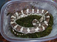 091907_pepper0034.jpg