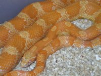 My Cornsnakes 029.jpg