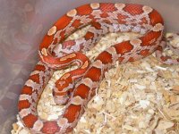My Cornsnakes 043.jpg