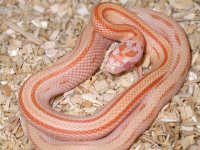 My Cornsnakes 041.jpg