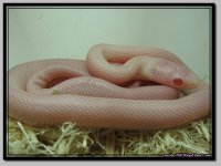 pink_3.jpg