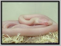 pink_4.jpg