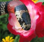 Dina 07-26-08 a-.jpg