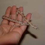 Inti 09-18-07 b.jpg
