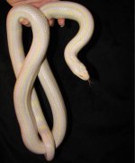 Harley 07-26-08 a.jpg