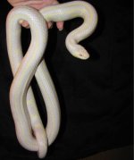 Harley 07-26-08 a-.jpg