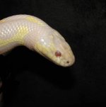 Harley 07-26-08 b.jpg