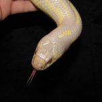 Harley 07-26-08 b-.jpg