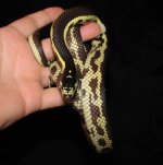 Daytona 07-26-08 a-.jpg