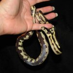 Daytona 07-26-08 b.jpg