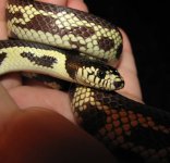 Daytona 07-26-08 b-.jpg