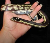 Daytona 07-26-08 c.jpg