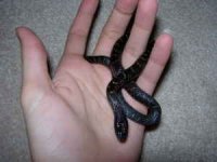 snake.jpg