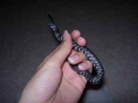 snake2.jpg