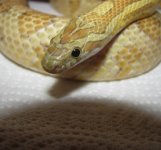 Brina 11-17-08 b.jpg
