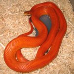 20071021red.jpg
